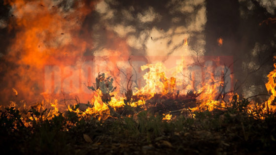 pożar lasów Ostrowiec Świętokrzyski