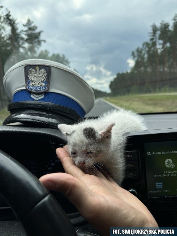 Policjanci z komendy we Włoszczowie uratowali dwa małe kotki