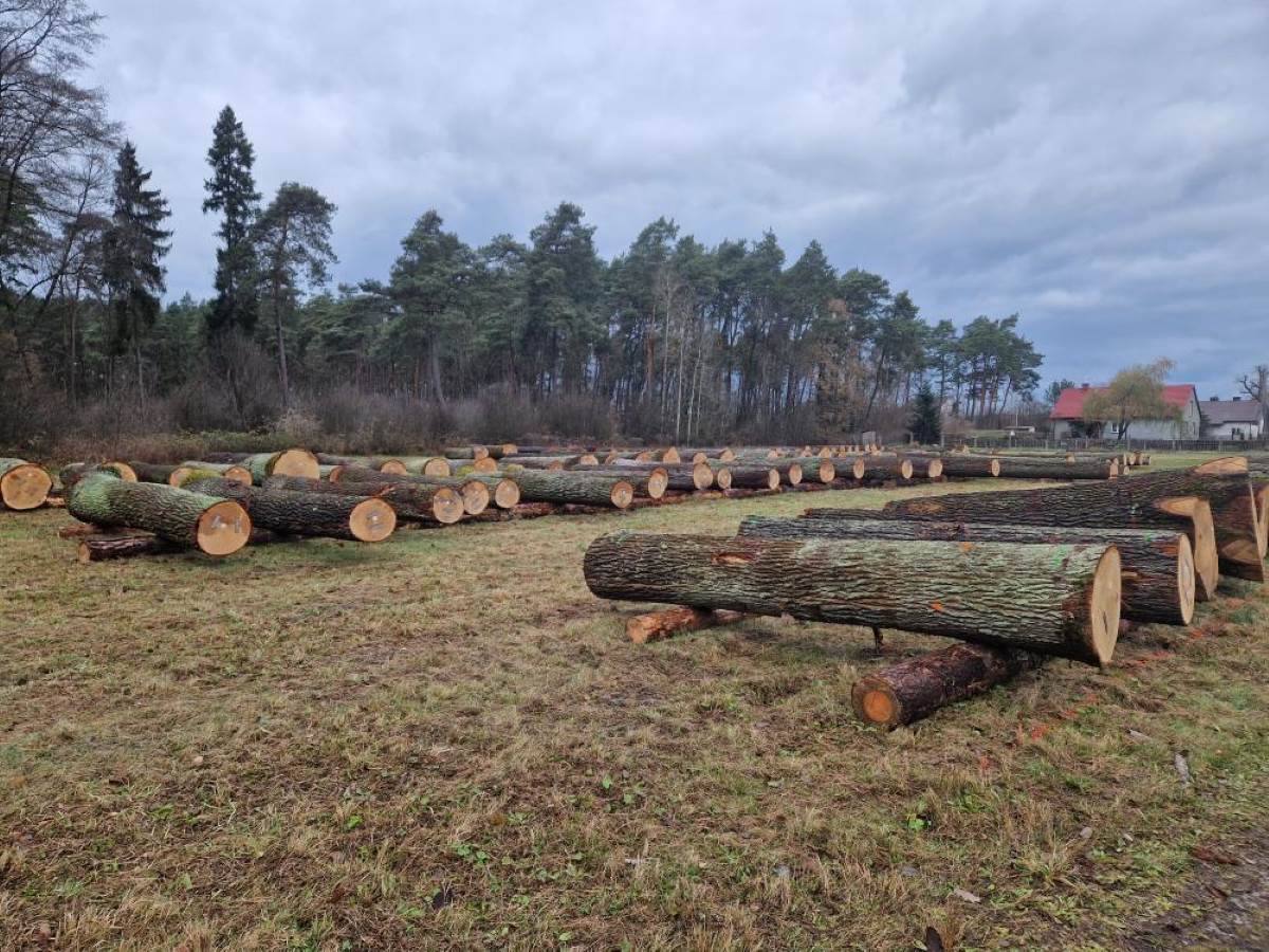 Leśnicy chcą sprzedać prawie 200 m sześc. drewna wysokiej jakości